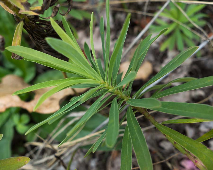 Quale Euphorbia ?